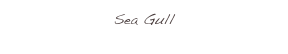 Sea Gull